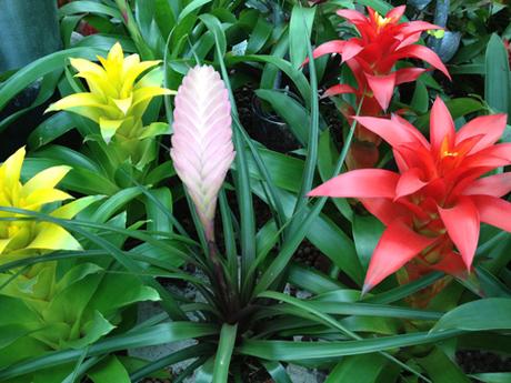 Guzmania (Guzmania), plante d’intérieur cousine de l’ananas
