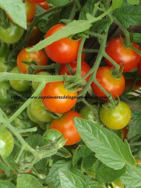 Pates à l'ail aux tomates cerises du jardin IG Bas Végan