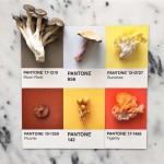 COLORS : Lucy Litman’s Pantone ‘Pairing’ Food Cards