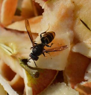 Le frelon asiatique : voilà l'ennemi des abeilles et des apiculteurs !