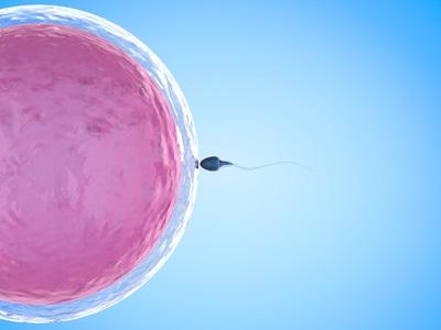 L'utilisation du sperme après une courte période d'abstinence de moins de 3 heures augmenterait les chances de conception L'utilisation du sperme après une courte période d'abstinence de moins de 3 heures augmenterait les chances de conception
