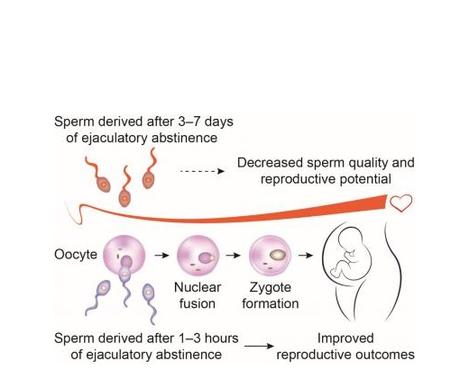FERTILITÉ MASCULINE : Elle serait à son top 3 heures après FERTILITÉ MASCULINE : Elle serait à son top 3 heures après