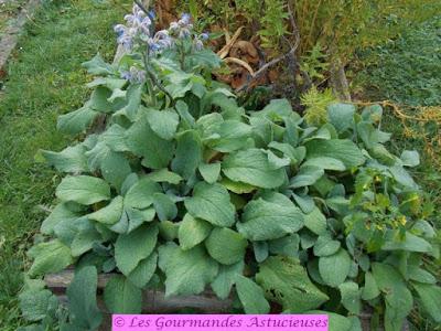 Rouleaux de Bourrache aux algues (Vegan)