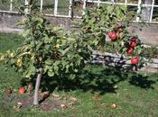 Pommes jardin