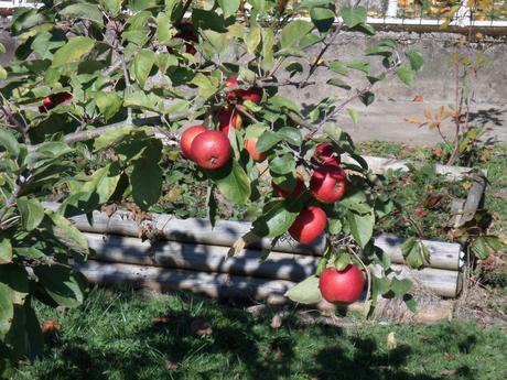 Pommes du jardin
