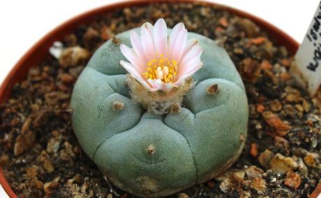 Peyotl (Lophophora williamsii), un cactus hallucinogène Peyotl (Lophophora williamsii), un cactus hallucinogène