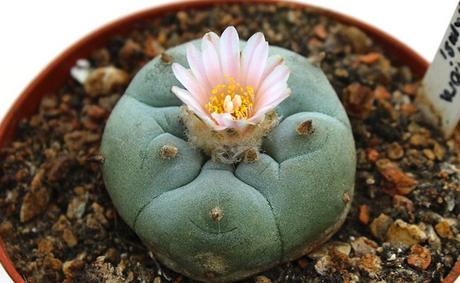 Peyotl (Lophophora williamsii), un cactus hallucinogène Peyotl (Lophophora williamsii), un cactus hallucinogène