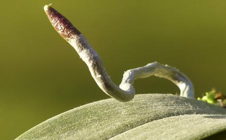 racines aériennes recouvertes d'un tissu spongieux, le vélamen