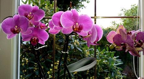 lumière nécessaire aux orchidées