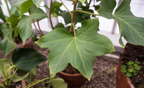 aralia lierre (Fatshedera lizei) 