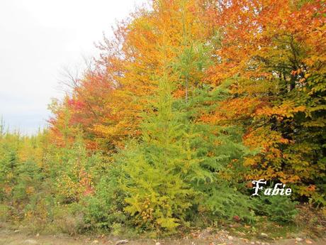 Pays Etranger - Le Canada en Automne