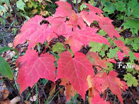 Pays Etranger - Le Canada en Automne
