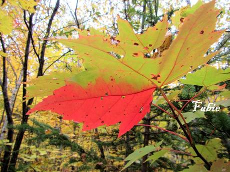 Pays Etranger - Le Canada en Automne
