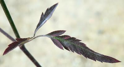 Torilis des champs (Torilis arvensis)
