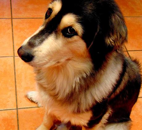 Ragoût de lentilles sur pommes de terre en purée avec champignons portobellos Ragoût de lentilles sur pommes de terre en purée avec champignons portobellos