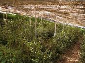 Matcha cultivar Gokô matcha grade "gourmet"