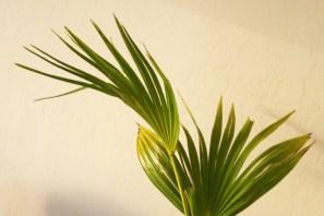 Livistona d'intérieur