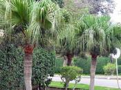 Livistona (Livistona rotundifolia), palmier éventail d’intérieur
