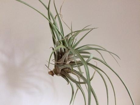 Tillandsia capitata 'Peach'