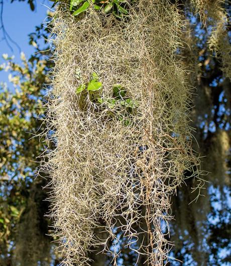 Tillandsia usneoides