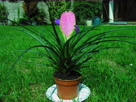 Tillandsia (Tillandsia) ou fille de l’air