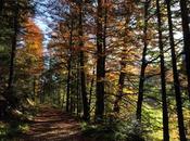 Automne dans Vosges