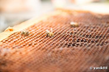 Un tiers des abeilles françaises a disparu en quatre mois