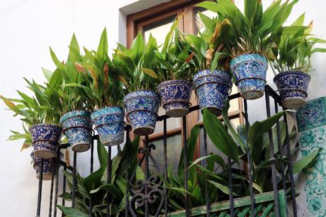 Aspidistra (Aspidistra elatior), langue de belle-mère Aspidistra (Aspidistra elatior), langue de belle-mère