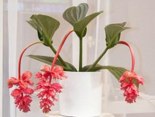 Médinilla magnifique (Medinilla magnifica)