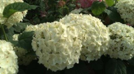 Les arbustes à fleuraison estivale