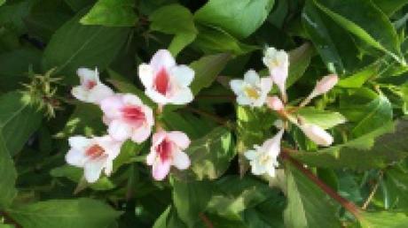 Les arbustes à fleuraison estivale