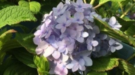 Les arbustes à fleuraison estivale