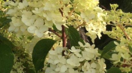 Les arbustes à fleuraison estivale