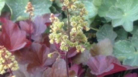 Des vivaces qui vous en donnent plus pour votre argent