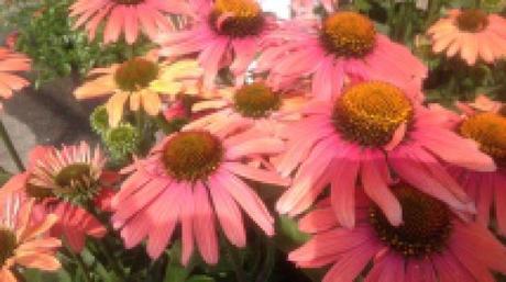 Des vivaces qui vous en donnent plus pour votre argent