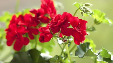 Des vivaces qui vous en donnent plus pour votre argent