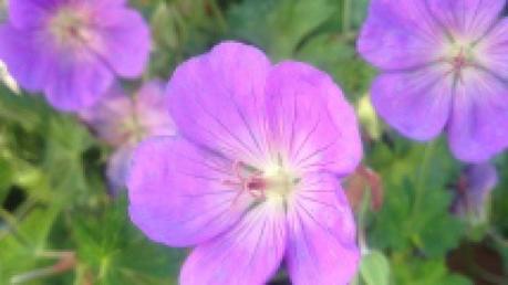 Des vivaces qui vous en donnent plus pour votre argent