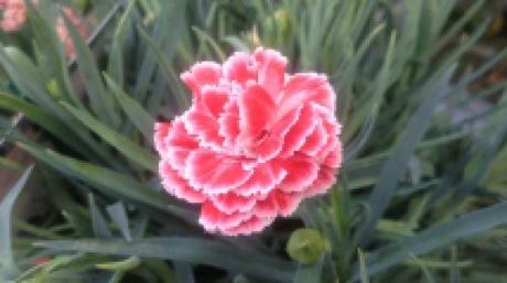 Des vivaces qui vous en donnent plus pour votre argent