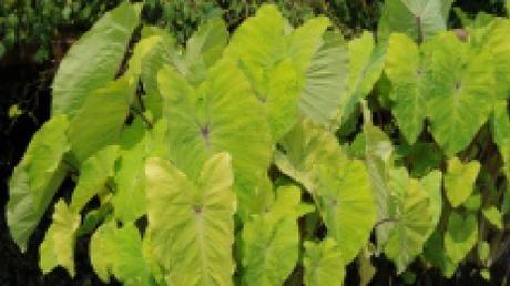 Colocasia feuillage 10 feuillages pour un effet « Wow! » dans votre jardin