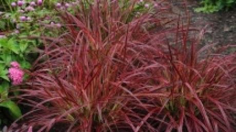 pennisetum fireworks feuillage 10 feuillages pour un effet « Wow! » dans votre jardin