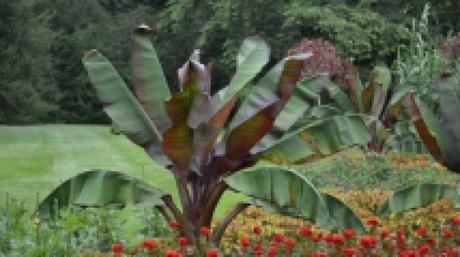 faux bananier feuillage 10 feuillages pour un effet « Wow! » dans votre jardin