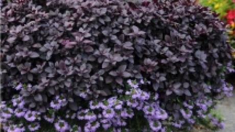 feuillage Alternanthera Little Ruby 10 feuillages pour un effet « Wow! » dans votre jardin