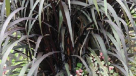 pennisetum first knight feuillage 10 feuillages pour un effet « Wow! » dans votre jardin