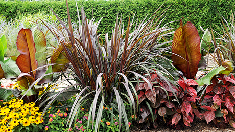 10 feuillages pour un effet « Wow! » dans votre jardin