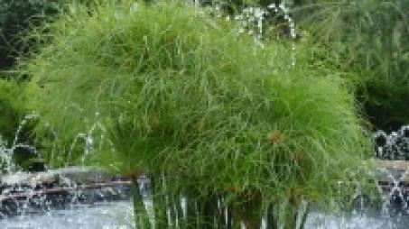 Cyperus little tut feuillage 10 feuillages pour un effet « Wow! » dans votre jardin