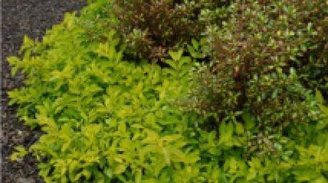 duranta cuban gold feuillage 10 feuillages pour un effet « Wow! » dans votre jardin