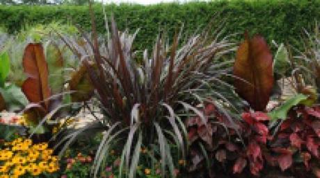 pennisetum prince feuillage 10 feuillages pour un effet « Wow! » dans votre jardin