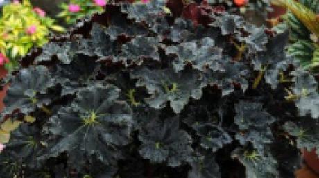Begonia Rex 10 feuillages pour un effet « Wow! » dans votre jardin