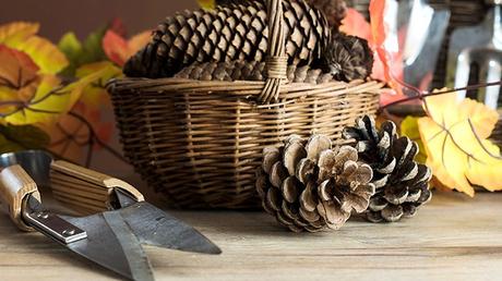 Tailler ou non les plantes pour l’hiver?