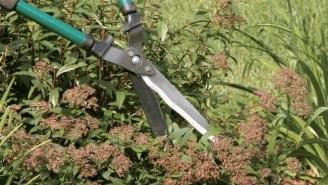 Tailler ou non les plantes pour l’hiver?